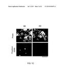 Method Of Reducing Injury To Mammalian Cells diagram and image