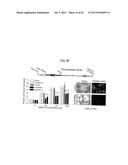 Method Of Reducing Injury To Mammalian Cells diagram and image