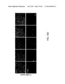 Method Of Reducing Injury To Mammalian Cells diagram and image