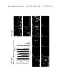 Method Of Reducing Injury To Mammalian Cells diagram and image