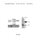 Method Of Reducing Injury To Mammalian Cells diagram and image