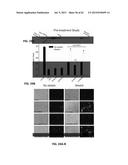 Method Of Reducing Injury To Mammalian Cells diagram and image