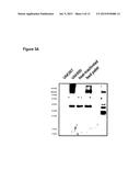 VACCINATION BY MEANS OF RECOMBINANT YEAST BY PRODUCING A PROTECTIVE     HUMORAL IMMUNE RESPONSE AGAINST DEFINED ANTIGENS diagram and image
