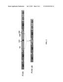 CELL LINE EXPRESSING SINGLE CHAIN FACTOR VIII POLYPEPTIDES AND USES     THEREOF diagram and image