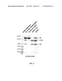 CELL LINE EXPRESSING SINGLE CHAIN FACTOR VIII POLYPEPTIDES AND USES     THEREOF diagram and image