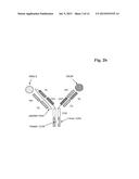 BISPECIFIC, BIVALENT ANTI-VEGF/ANTI-ANG2 ANTIBODIES diagram and image