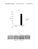 COMPOSITION INCLUDING GELSOLIN AS EFFECTIVE INGREDIENT FOR INDUCING     DIFFERENTIATION INTO DENDRITIC CELL AND METHOD OF INDUCING     DIFFERENTIATION INTO DENDRITIC CELL diagram and image