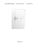 POXVIRUS-PLASMODIUM RECOMBINANTS, COMPOSITIONS CONTAINING SUCH     RECOMBINANTS, USES THEREOF, AND METHODS OF MAKING AND USING SAME diagram and image