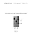 POLYMERIZATION OF NUCLEIC ACIDS USING ACTIVATION BY POLYPHOSPHOROLYSIS     (APP) REACTIONS diagram and image