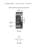 POLYMERIZATION OF NUCLEIC ACIDS USING ACTIVATION BY POLYPHOSPHOROLYSIS     (APP) REACTIONS diagram and image