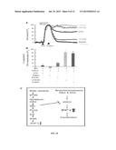 METHODS FOR IDENTIFYING AGENTS FOR TREATING SMOOTH MUSCLE DISORDERS AND     COMPOSITIONS THEREOF diagram and image