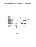 Molecular Antigen Array diagram and image