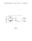 Molecular Antigen Array diagram and image