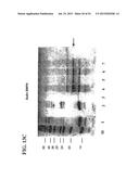 Molecular Antigen Array diagram and image