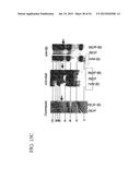 Molecular Antigen Array diagram and image