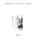 Molecular Antigen Array diagram and image