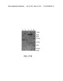 Molecular Antigen Array diagram and image