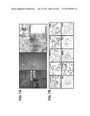 METHODS OF ISOLATING AND CULTURING STEM CELLS diagram and image