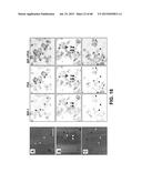 METHODS OF ISOLATING AND CULTURING STEM CELLS diagram and image