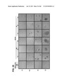 METHODS OF ISOLATING AND CULTURING STEM CELLS diagram and image