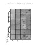 METHODS OF ISOLATING AND CULTURING STEM CELLS diagram and image