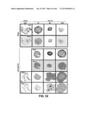 METHODS OF ISOLATING AND CULTURING STEM CELLS diagram and image