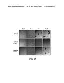 METHODS OF ISOLATING AND CULTURING STEM CELLS diagram and image