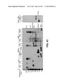 METHODS OF ISOLATING AND CULTURING STEM CELLS diagram and image