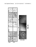 METHODS OF ISOLATING AND CULTURING STEM CELLS diagram and image