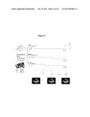 EXOSOMES AND MICRO-RIBONUCLEIC ACIDS FOR TISSUE REGENERATION diagram and image