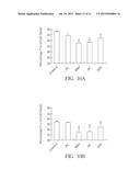 Chinese Herbal Aqueous Extract Having Anti-Anxiety Activities and Method     of In Vitro Evaluating the Same diagram and image