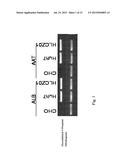 Human Hepatoma Cell Line HLCZ01 and Uses Thereof diagram and image