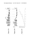 METHODS TO DETERMINE FLUID FILTRATION RATES THROUGH MAMMALIAN LUMINAL     ORGANS diagram and image