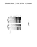 NOVEL REVERSE TRANSCRIPTASES FOR USE IN HIGH TEMPERATURE NUCLEIC ACID     SYNTHESIS diagram and image