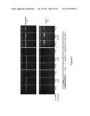 NOVEL REVERSE TRANSCRIPTASES FOR USE IN HIGH TEMPERATURE NUCLEIC ACID     SYNTHESIS diagram and image