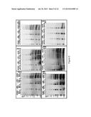 NOVEL REVERSE TRANSCRIPTASES FOR USE IN HIGH TEMPERATURE NUCLEIC ACID     SYNTHESIS diagram and image