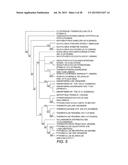 POLYPEPTIDES FOR USE IN THE DECONSTRUCTION OF CELLULOSE diagram and image