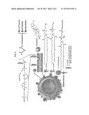 FUSION NANO LIPOSOME-FLUORESCENCE LABELED NUCLEIC ACID FOR IN VIVO     APPLICATION, USES THEREOF AND PREPARATION METHOD THEREOF diagram and image