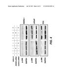 DETECTING CANCER WITH ANTI-CXCL13 AND ANTI-CXCR5 ANTIBODIES diagram and image