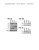 DETECTING CANCER WITH ANTI-CXCL13 AND ANTI-CXCR5 ANTIBODIES diagram and image