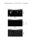 MULTISPECTRAL WIDE-FIELD ENDOSCOPIC IMAGING OF FLUORESCENCE diagram and image