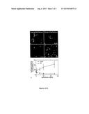 MODULATING THE PRODUCTION OF NEURONS AND/OR OLIGODENDROCYTES FROM WHITE     MATTER PROGENITOR CELLS diagram and image