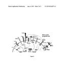 MODULATING THE PRODUCTION OF NEURONS AND/OR OLIGODENDROCYTES FROM WHITE     MATTER PROGENITOR CELLS diagram and image