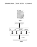 USE OF XENON AS NEUROPROTECTANT IN A NEONATAL SUBJECT diagram and image