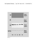 GALECTIN-3 INHIBITOR (GAL-3M) IS ASSOCIATED WITH ADDITIVE ANTI-MYELOMA AND     ANTI-SOLID TUMOR EFFECTS, DECREASED OSTEOCLASTOGENESIS AND ORGAN     PROTECTION WHEN USED IN COMBINATION WITH PROTEASOME INHIBITORS diagram and image