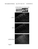 FIBROBLAST GROWTH FACTOR-9 PROMOTES HAIR FOLLICLE REGENERATION AFTER     WOUNDING diagram and image