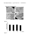 FIBROBLAST GROWTH FACTOR-9 PROMOTES HAIR FOLLICLE REGENERATION AFTER     WOUNDING diagram and image