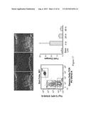 FIBROBLAST GROWTH FACTOR-9 PROMOTES HAIR FOLLICLE REGENERATION AFTER     WOUNDING diagram and image