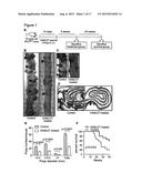 PROPHYLACTIC AND NUTRACEUTICAL THERAPY diagram and image