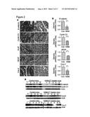 PROPHYLACTIC AND NUTRACEUTICAL THERAPY diagram and image